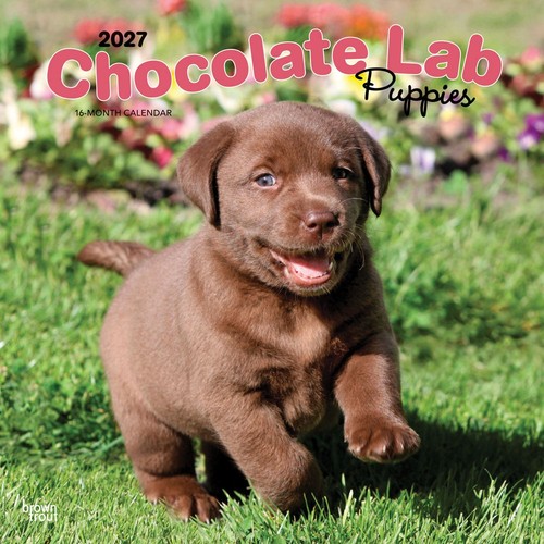 Calendario cuccioli labrador - calendario,