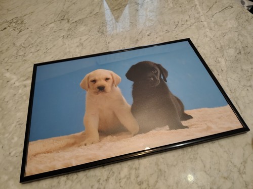 Quadro fotografia cuccioli - , di