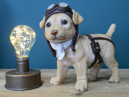 Golden lab dog - golden, pilot