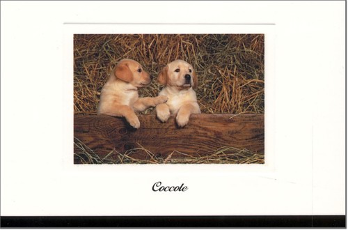 Cartolina gatti cani amici - cartolina, e