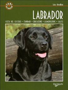 Labrador scelta del - scelta,