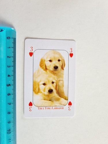 Labrador cani card - cani, carte