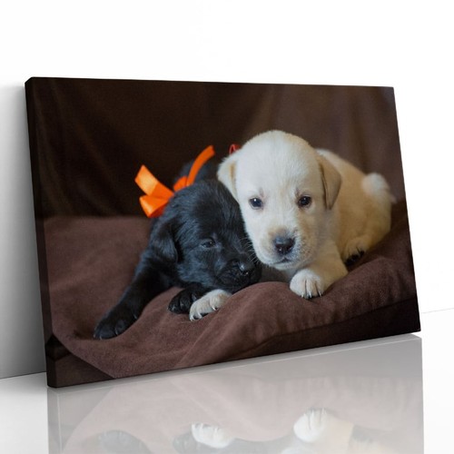 Carini cuccioli labrador - carini,