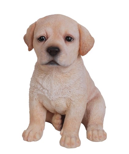 Cane cucciolo labrador dorato - labrador,
