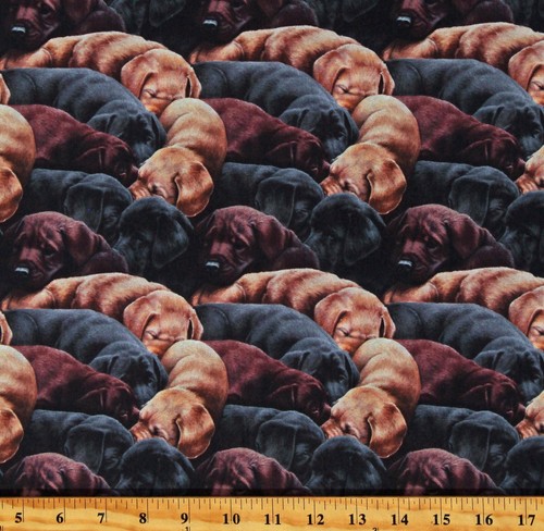 Cotone labrador cuccioli - cotone,