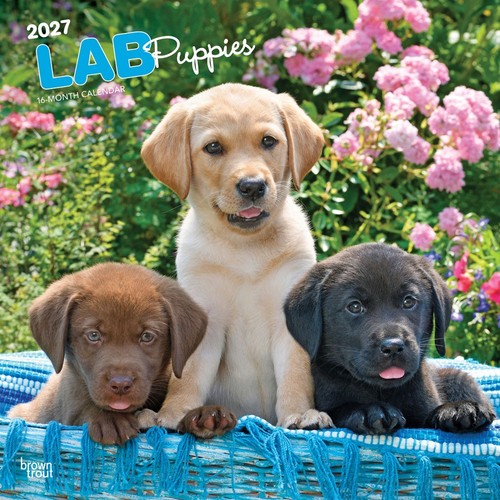 Calendario cuccioli labrador - cuccioli,