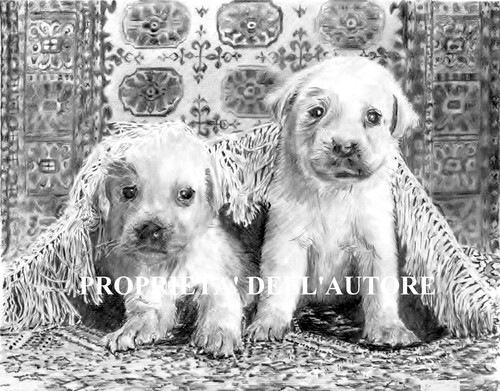 Labrador golden retriver - labrador,