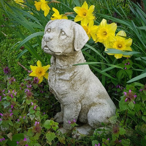 Statua pietra labrador - statua,